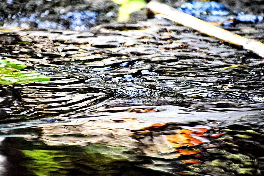 Spring water in a forest